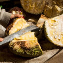 Un fruit tropical géant au service de la régénération des gencives