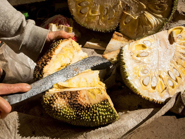 Un fruit tropical géant au service de la régénération des gencives