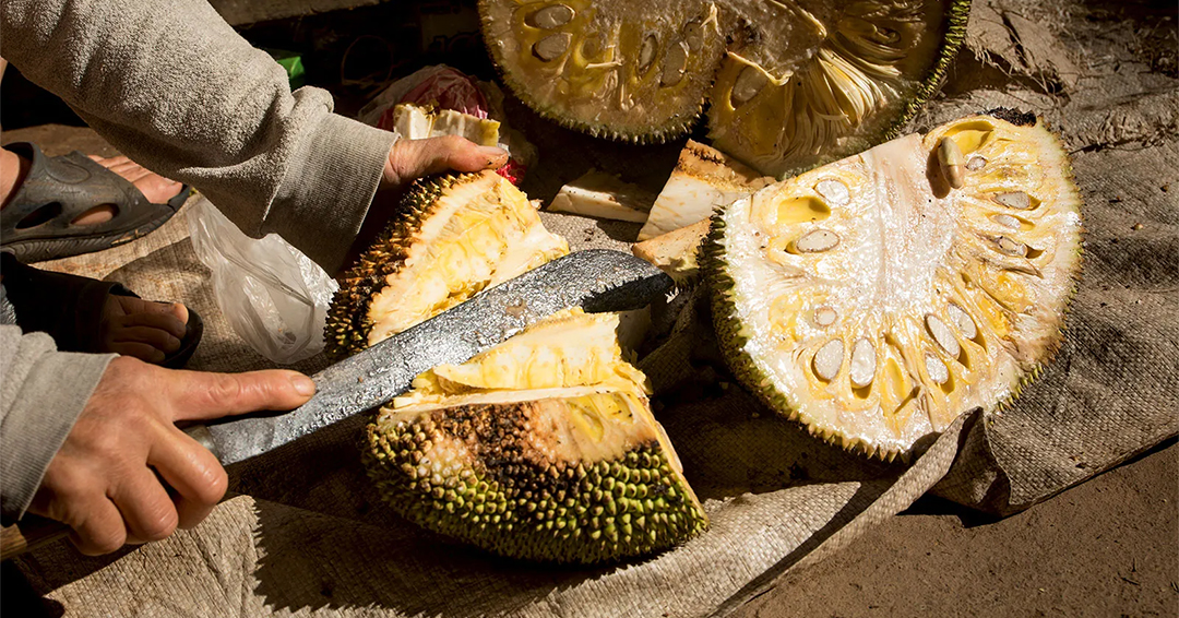Un fruit tropical géant au service de la régénération des gencives