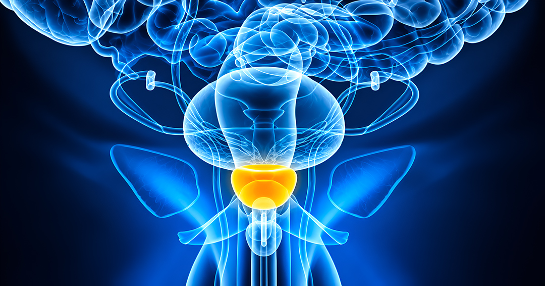 Pourquoi la prostate grossit toujours au même endroit