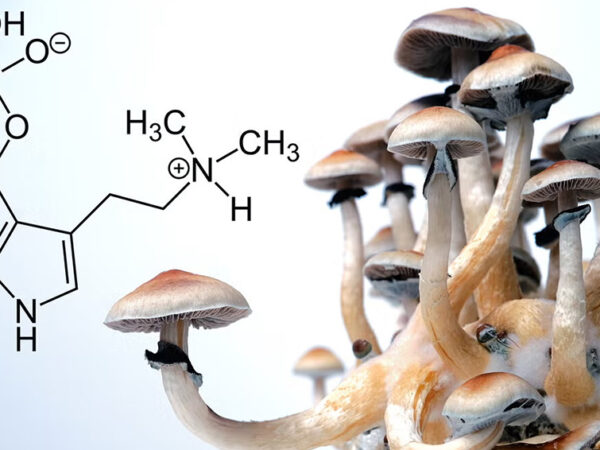 La psilocybine reconnecte le cerveau sans provoquer d’hallucinations