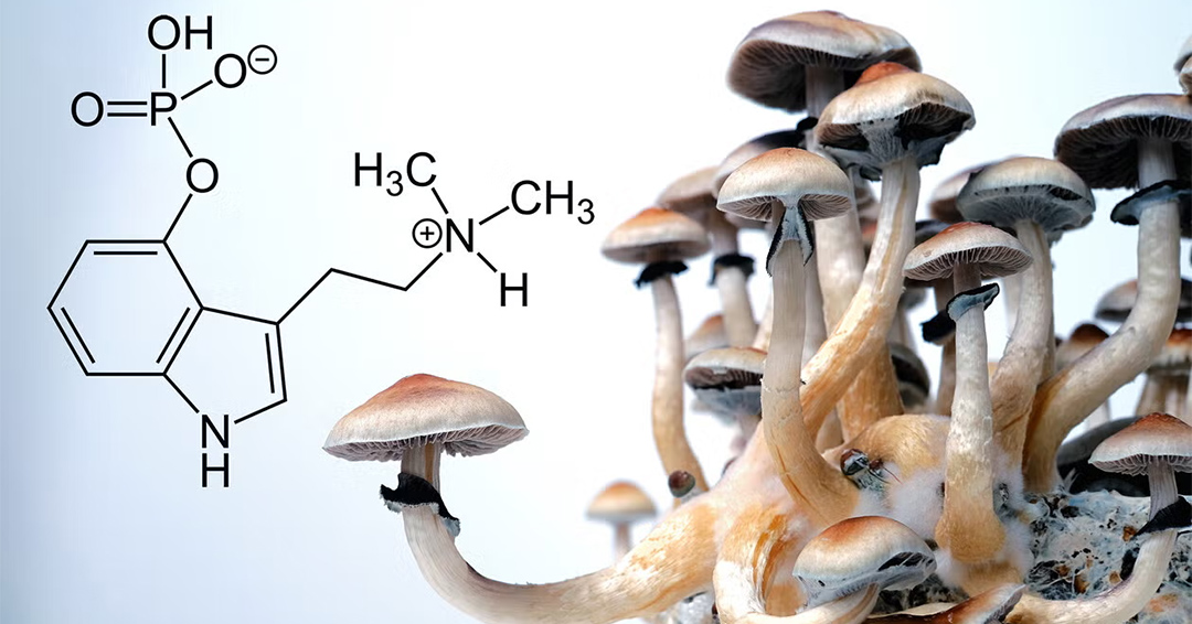 La psilocybine reconnecte le cerveau sans provoquer d’hallucinations